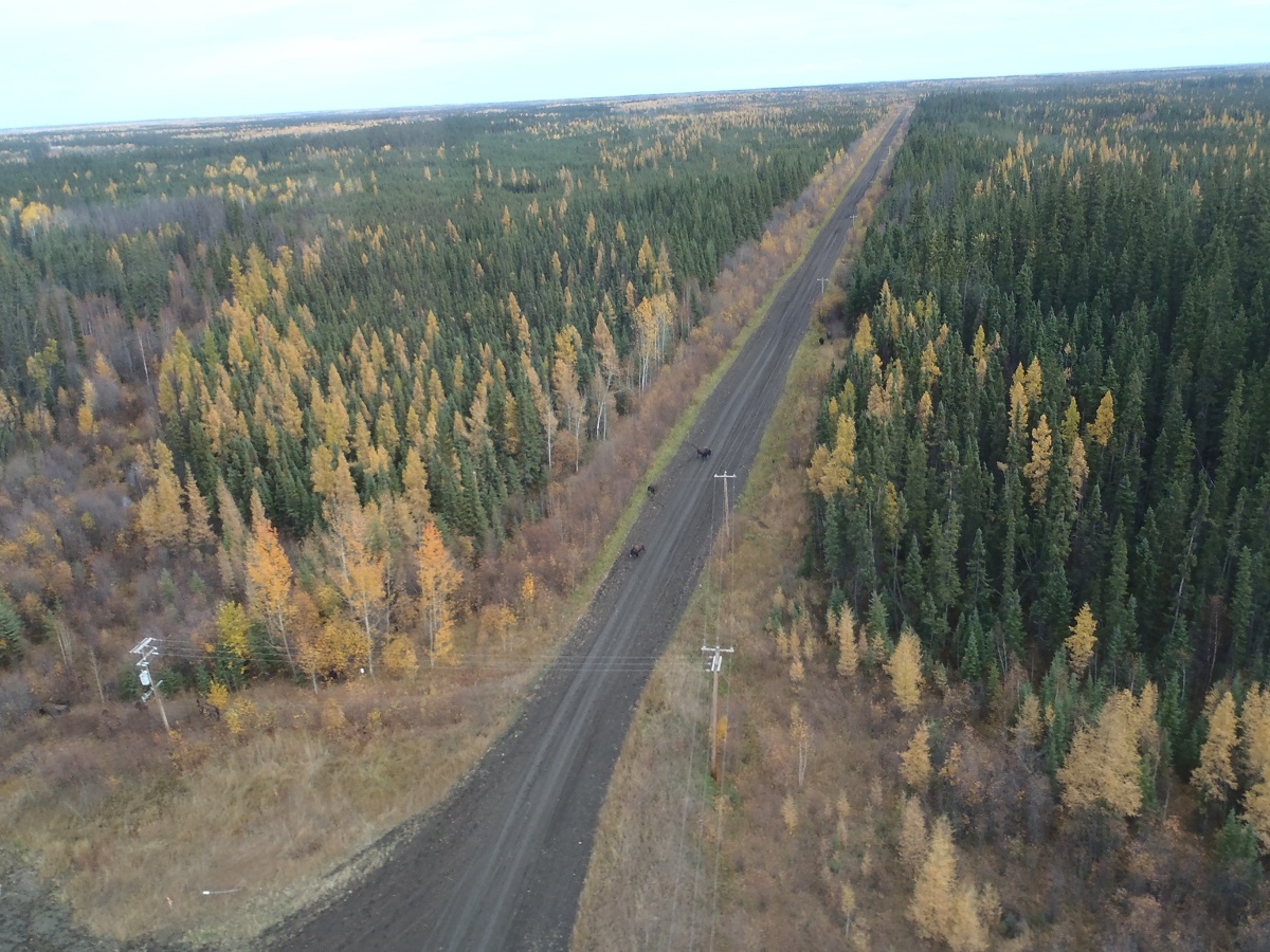 Wood Bison Ember Archaeology