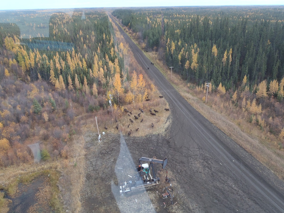 Wood Bison Ember Archaeology