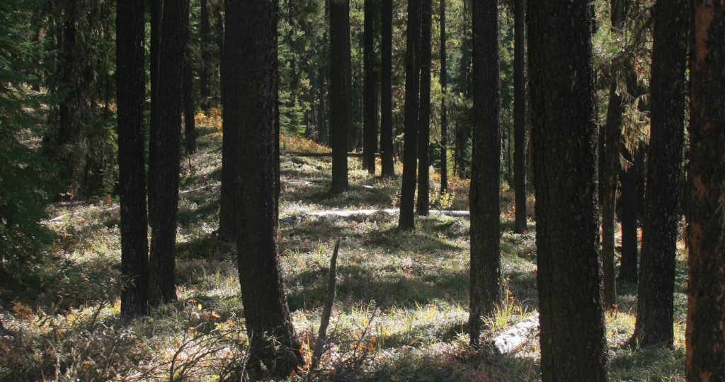 Alberta's Boreal Sand Hills