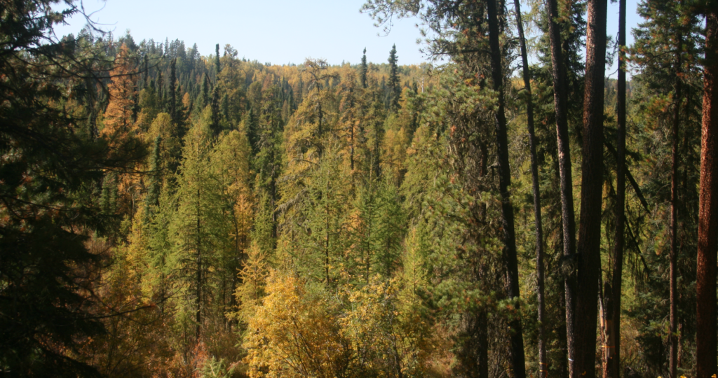 Alberta's Boreal Sand Hills