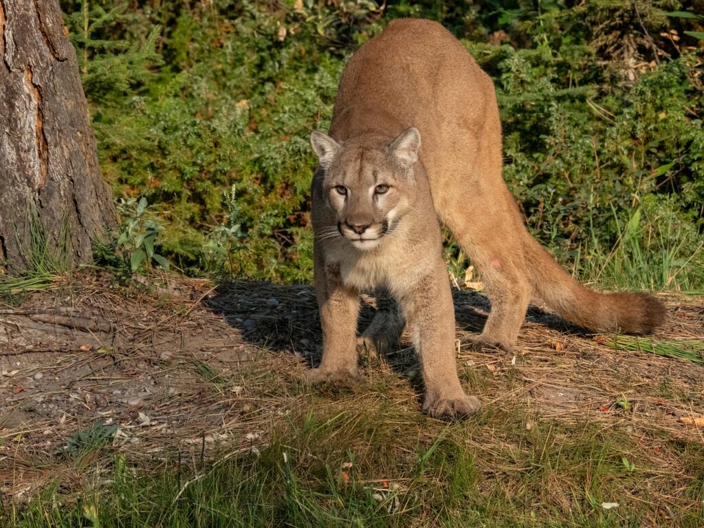 Photo of a Cougar, otherwise known as a Mountain Lion.
